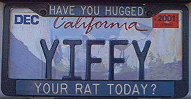 Have you hugged your YIFFY rat today?